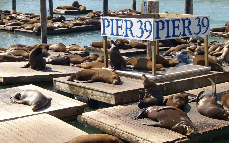 Les célèbres otaries de Californie sur les pontons du Pier 39 à San Francisco