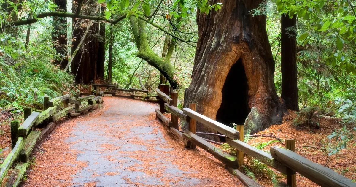 Muir Woods