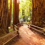 Muir Woods