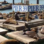 Pier 39