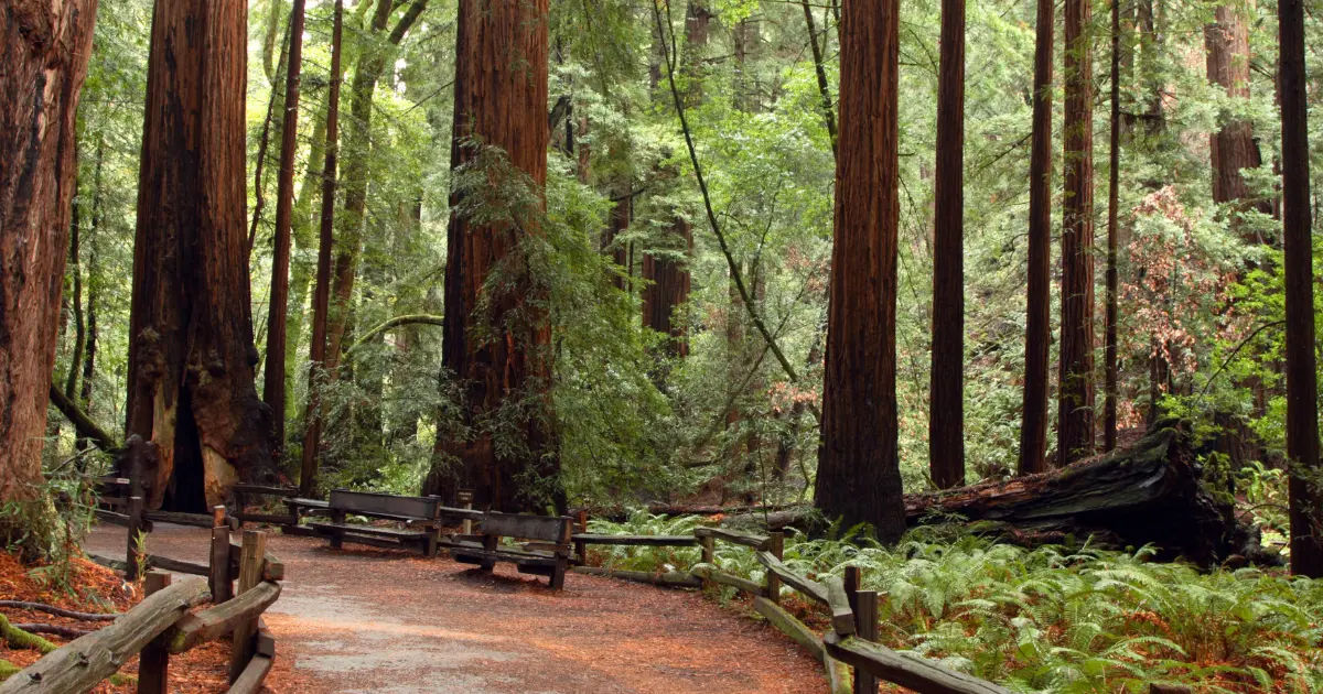 Circuit 5 jours San Francisco - Muir Woods et Wine Country